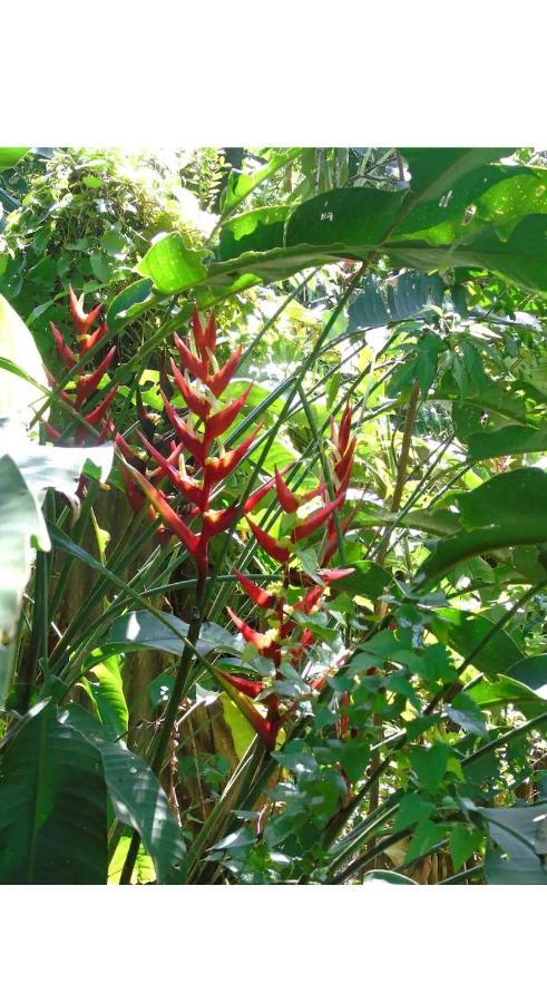 Appartamento Jardin De Naipi 2 Puerto Iguazú Esterno foto